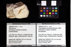 Foto (Objket + Etiketten) von Pithonoton sp. 